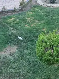 Shams Safaga Resort - 62