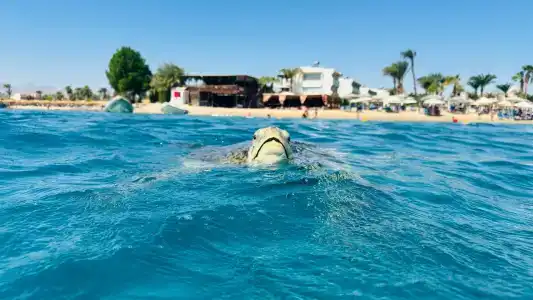 Amarina Abu Soma Resort & Aquapark - 18