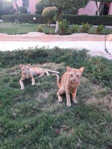 Rehana Sharm Resort - Aquapark & Spa - Couples and Family Only - 38