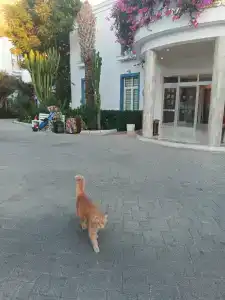 Labranda TMT Bodrum - 93