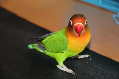 Ayder Doga Resort - 50