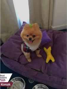 Best Western Plus Konak - 25