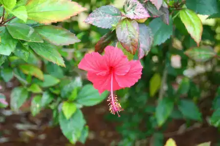 Le Meridien Khao Lak Resort & Spa - SHA Extra Plus - 92