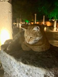 Palm Wings Kusadasi Beach Resort&Spa - 61