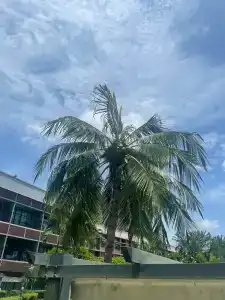 Basaya Beach & Resort - 43