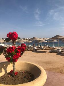 Domina Coral Bay Resort, Diving , Spa & Casino - 86