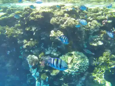 Sunrise Montemare Resort -Grand Select - 22