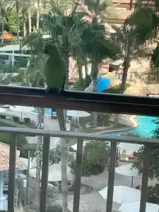 The Ritz-Carlton, Dubai - 61