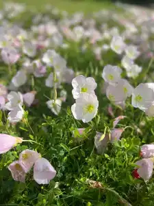 Dobedan World Palace ''Ex Brand Alva Donna World Palace '' - 64