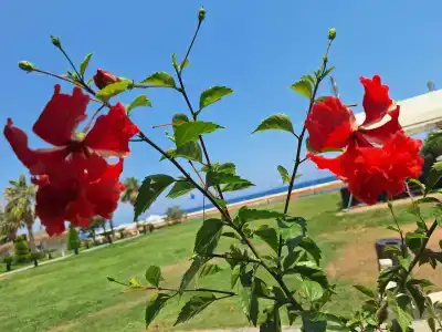 Amara Luxury Resort & Villas - 66