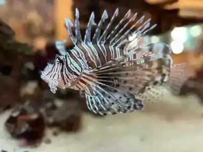 Gloria Golf Resort - Kids Concept - 70