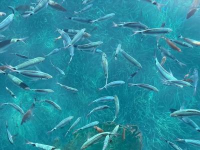 Yasmin Bodrum Resort - 66