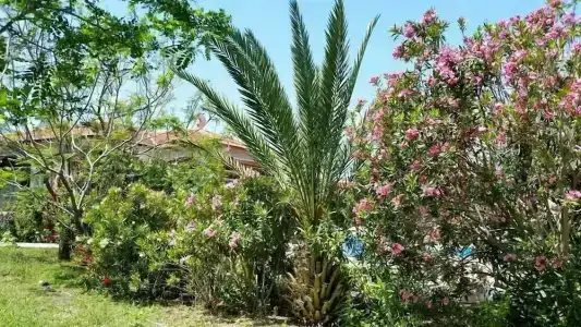 Paradise - 3