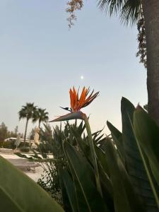 St Raphael Resort - 86