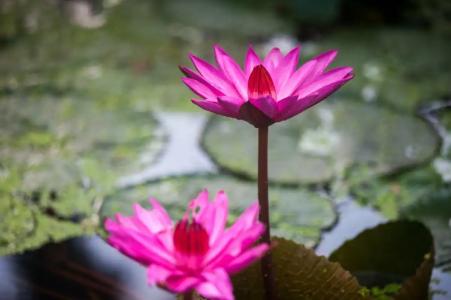 Sheraton Hua Hin Pranburi Villas - 36