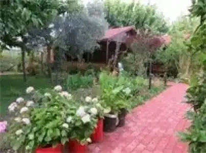 Caretta Caretta Pension - 42