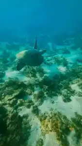 Royal Beach & Resort - 39