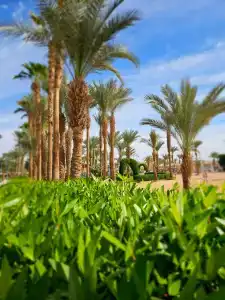Fayrouz Resort - 34