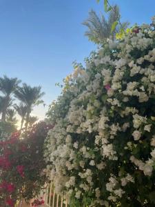 Ivy Cyrene Island Resort - 93