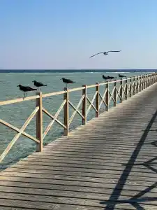 Steigenberger Alcazar - 98