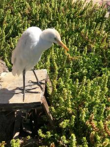 Regency Plaza Aqua Park and Spa Resort - 55