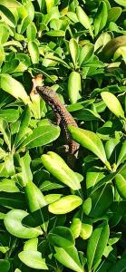 Sealife Buket Resort & Beach - 85