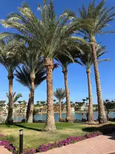 Pharaoh Azur Resort - 21