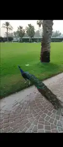 Coral Beach Resort Sharjah - 57