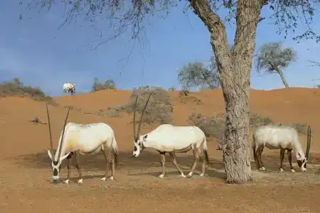 The Ritz-Carlton Ras Al Khaimah, Al Wadi Desert - 52