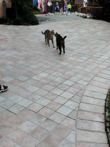 Limak Arcadia Sport Resort Belek - 88