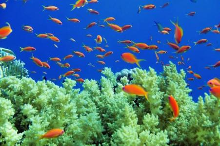 Renaissance Sharm El Sheikh Golden View Beach Resort - 98