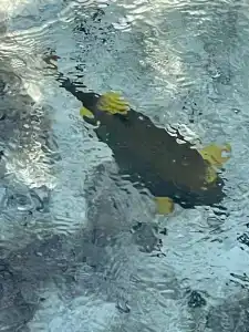 Steigenberger Alcazar - 83