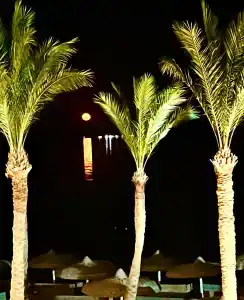 Palm Royale Resort - Soma Bay - 45