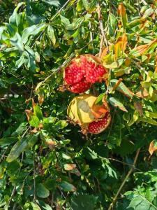 Caretta Caretta Pension - 24