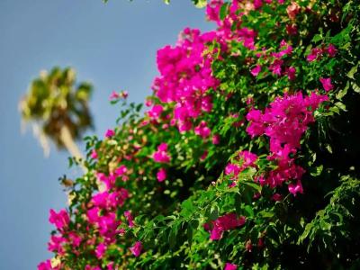 Bel-Air - Dorchester Collection - 26