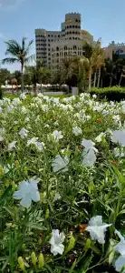 Al Hamra Residence - 49