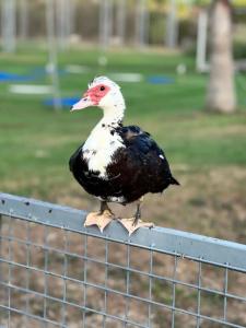 Euphoria Palm Beach Resort - 65