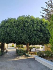 Mitsis Rodos Maris Resort & Spa - 50