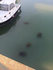 Sultan of Side - All Inclusive - 28