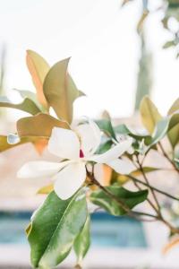 Encanto de Las Cruces - 47