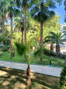 Botanik Platinum - 72