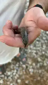 Hilton Ras Al Khaimah Beach Resort - 52