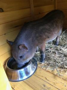 La Grange - Animal Chic - 9