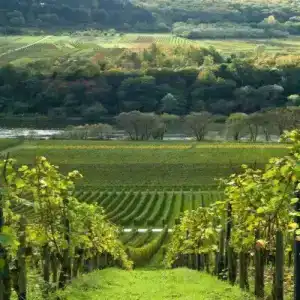 Swissotel Buyuk Efes Izmir - 36