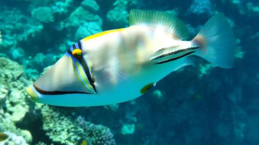 Sentido Reef Oasis Senses Aqua Park Resort - 66