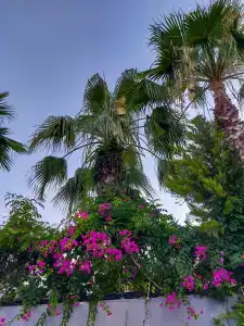 Alarchas & Resort - Ultra All Inc - 78