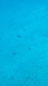 Sea Star Beau Rivage - 32