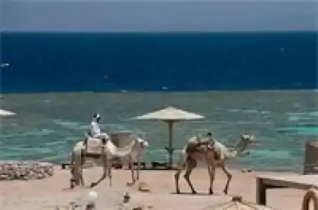 Daniela Diving Resort Dahab - 1