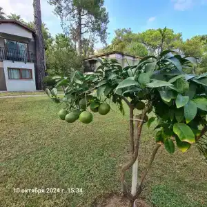 NG Phaselis Bay - 56