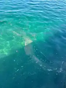 Blue Dreams Resort - 96